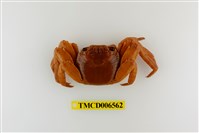 藏品(白紋方蟹)的圖片